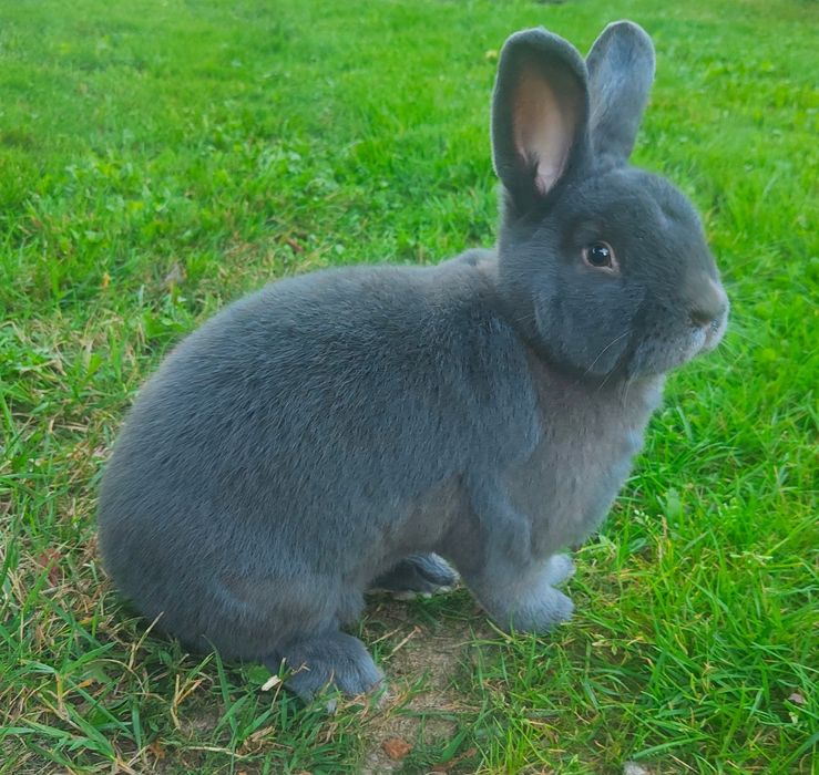 Króliki wiedeński niebieski samce
