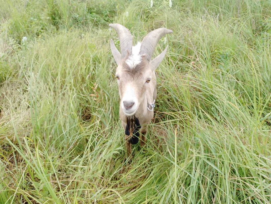 Продаються ГАРНІ козочки та цапи