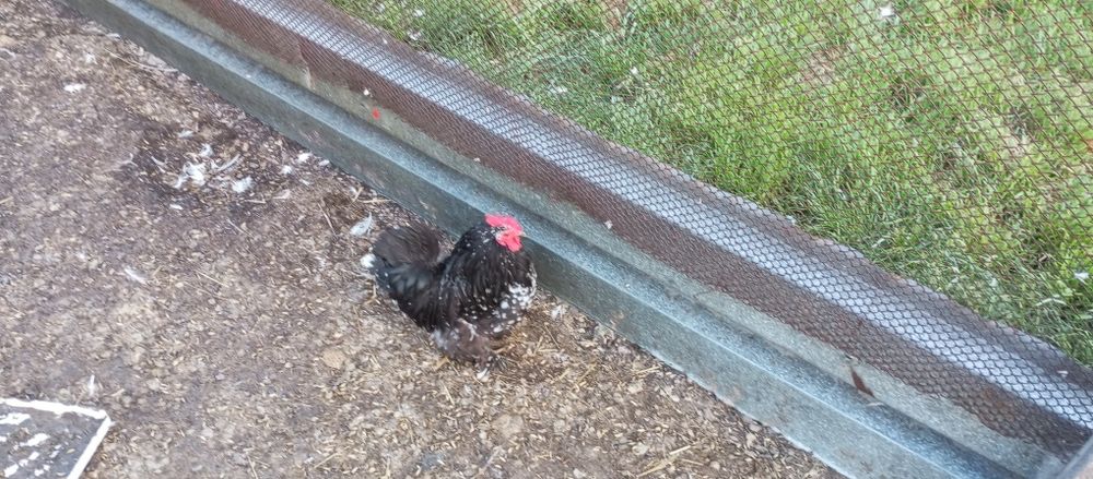 Продам декоративного півника або обміняю