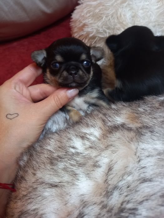Chihuahua chłopiec cudny maluszek