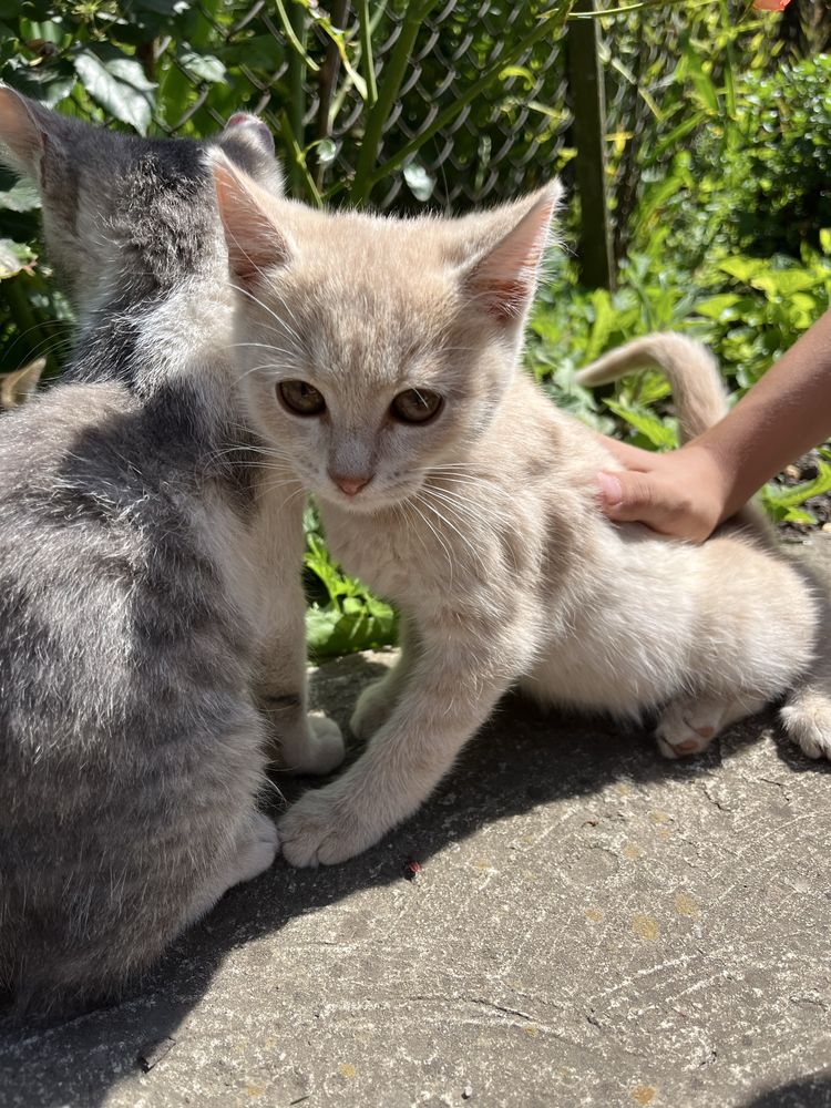 Віддам котиків безкоштовно. с.Демянів, м.Бурштин