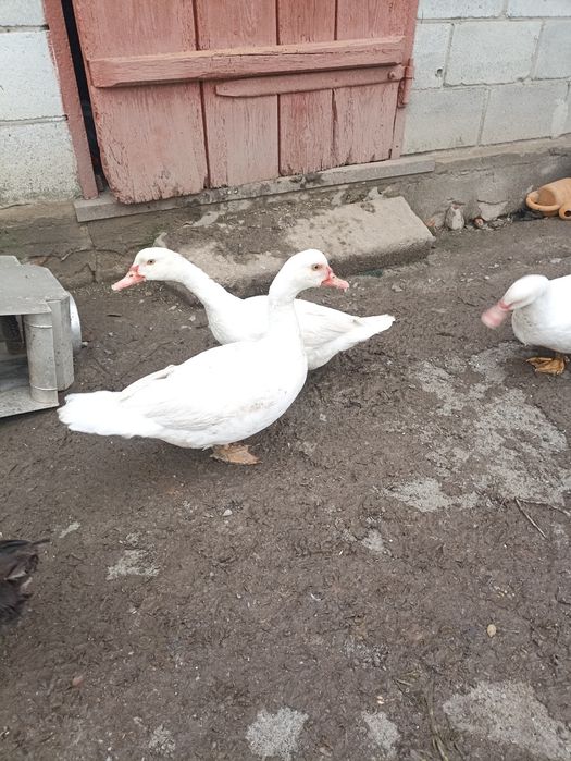 Продам індокачечкі