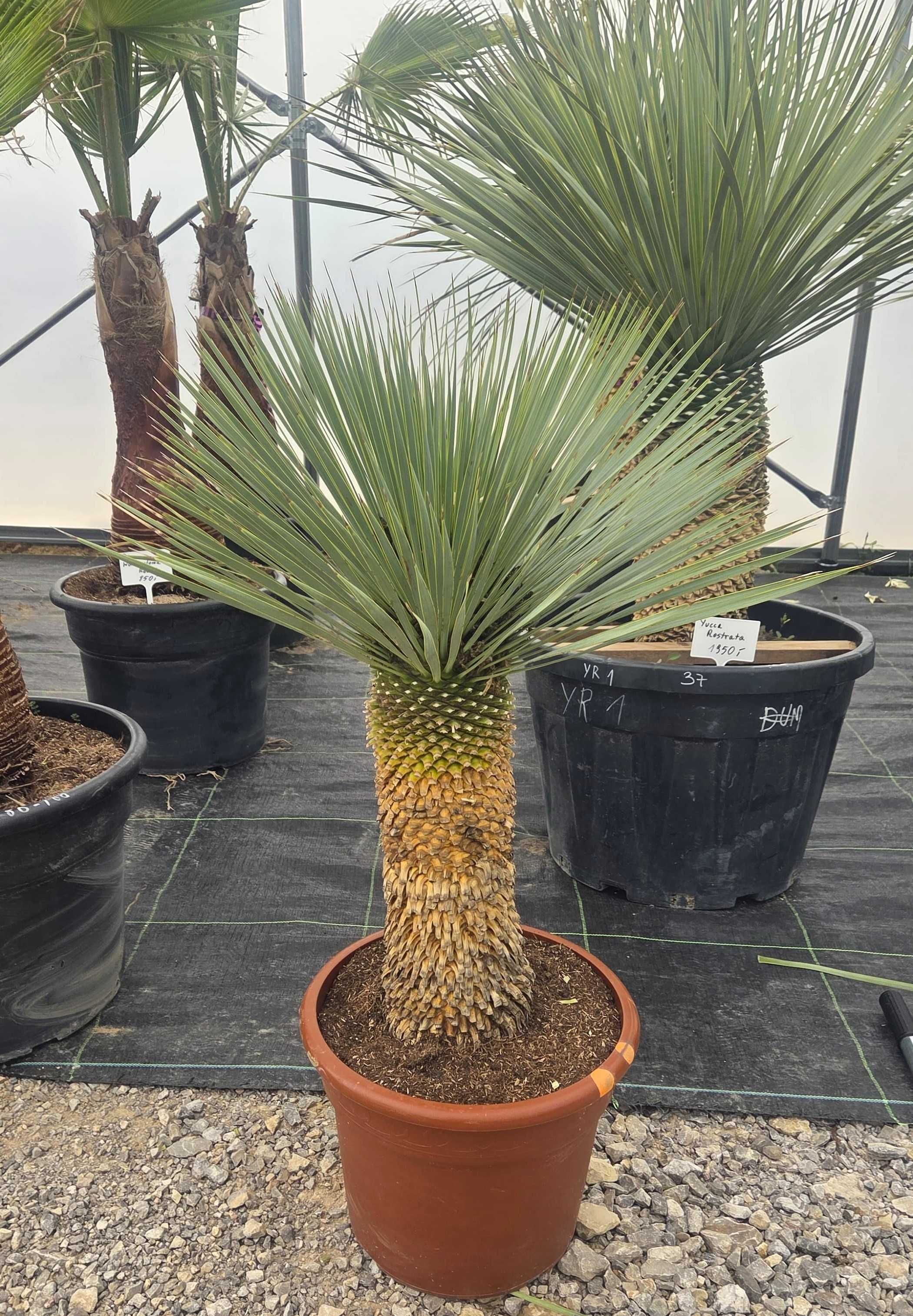 Yucca Rostrata – palma mrozoodporna , juka