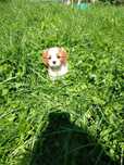 Cavalier King Charles Spaniel suczka