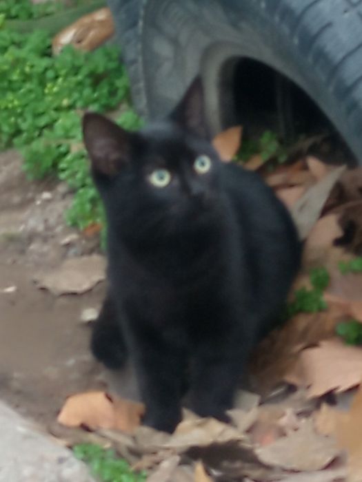 Віддамо в хороші руки котика і кицю.