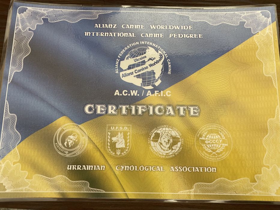 Французкий бульдог, кабель, вязка