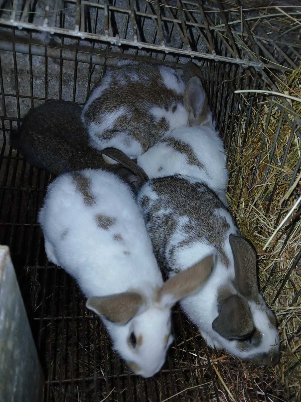 Vendo coelhos criação