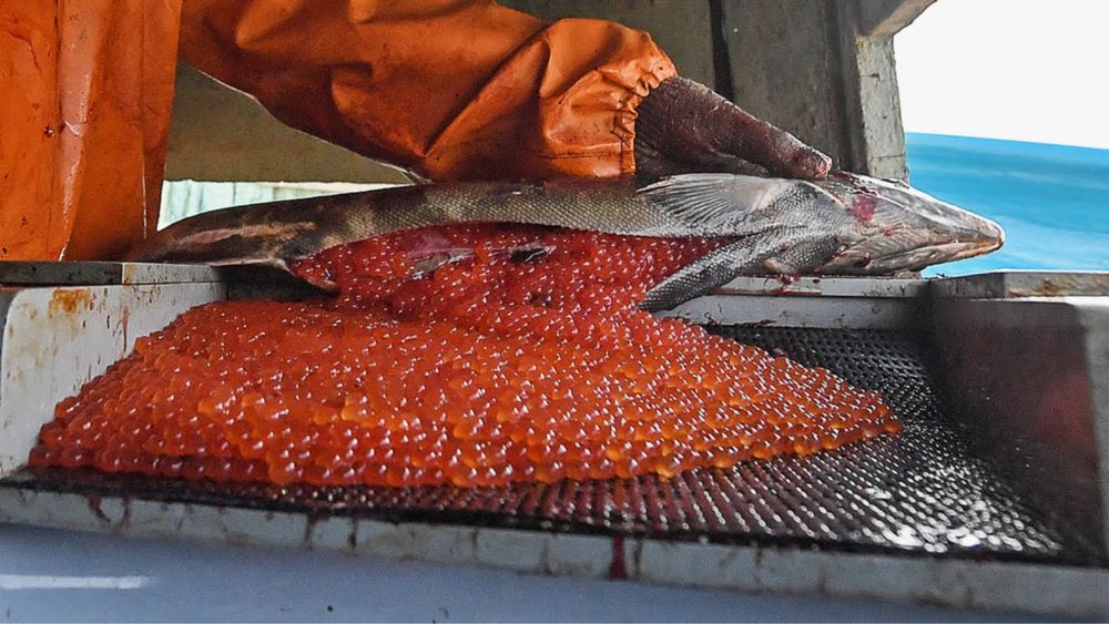 Ікра імітована 500г преміум якості.Кижуч, Лосось, кета, осетр