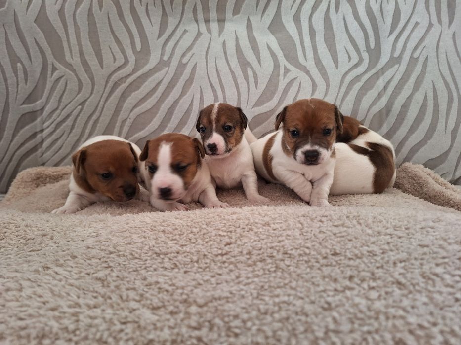 Jack Russell Terrier