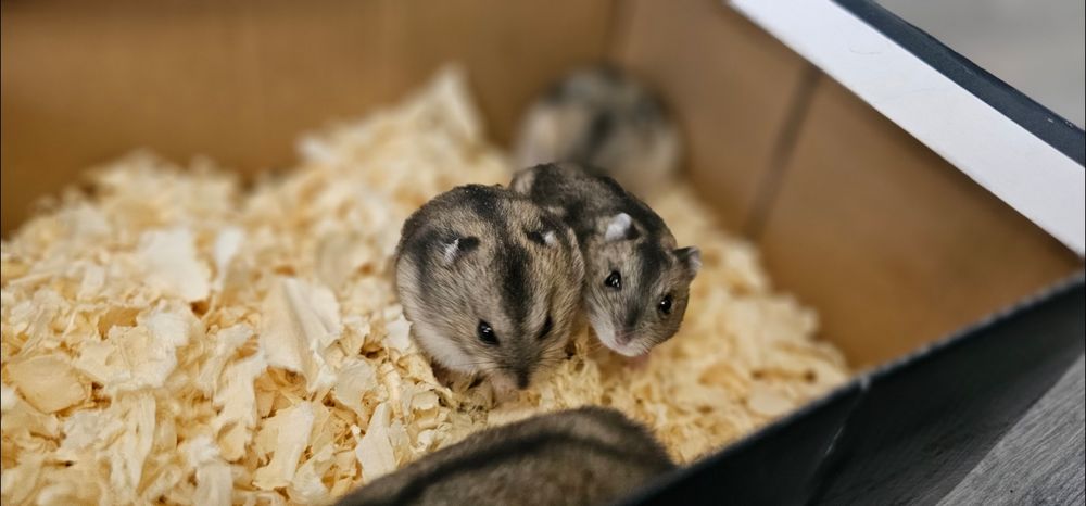 Chomiki dżungarskie miniaturki małe