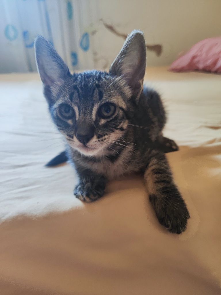 Doação de 5 gatinhos fofissimos e super dóceis