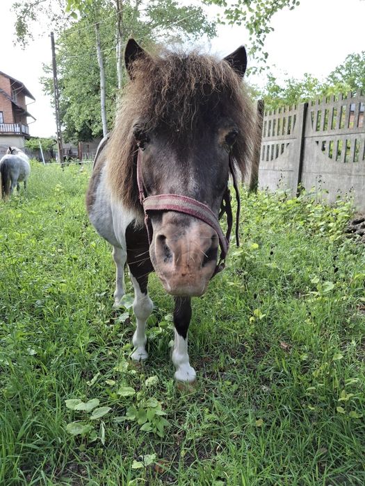 Kochany kucyk profesor