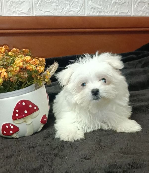 Мальтезка девочка Белоснежка