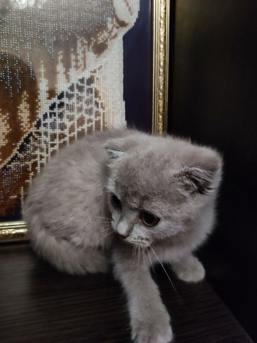 Кошеня, коти висловухі, 3 міс