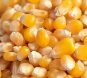 KUKURYDZA ziarno kukurydzy worki z kukurydzą nasiona wysyłam kukurydzę
