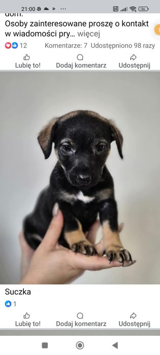 Suczka szukającs donu