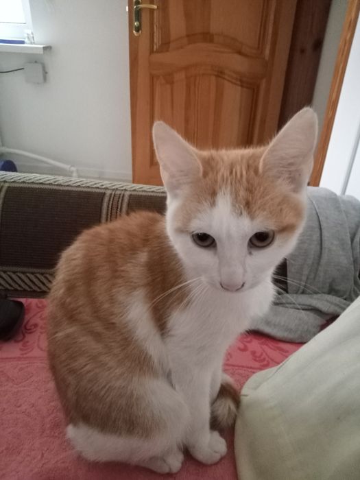 Котики в добрі руки