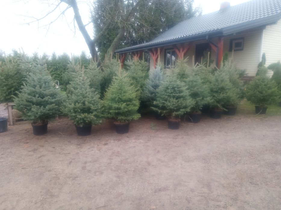 CHOINKI _Świerk srebrny_Jodla KAUKASKA w doniczkach oraz tuje SZMARAGD