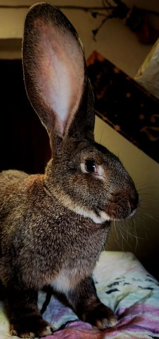 Sprzedam króliki Belgi