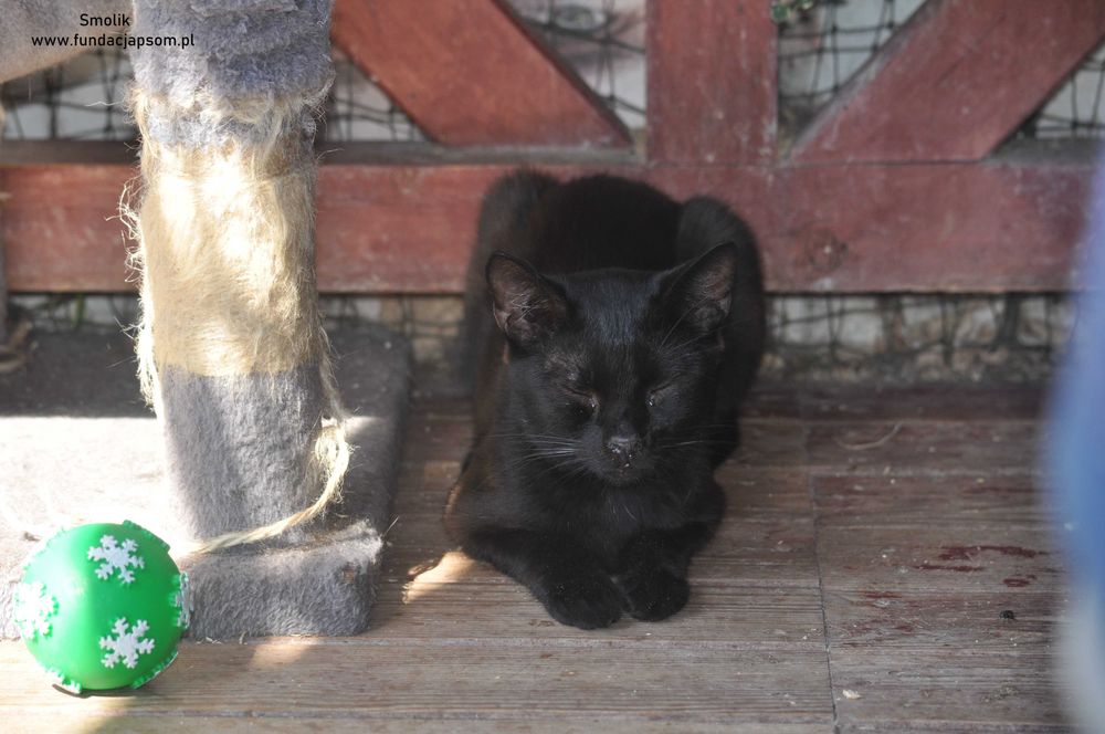 Smolik- szuka spokojnego domku