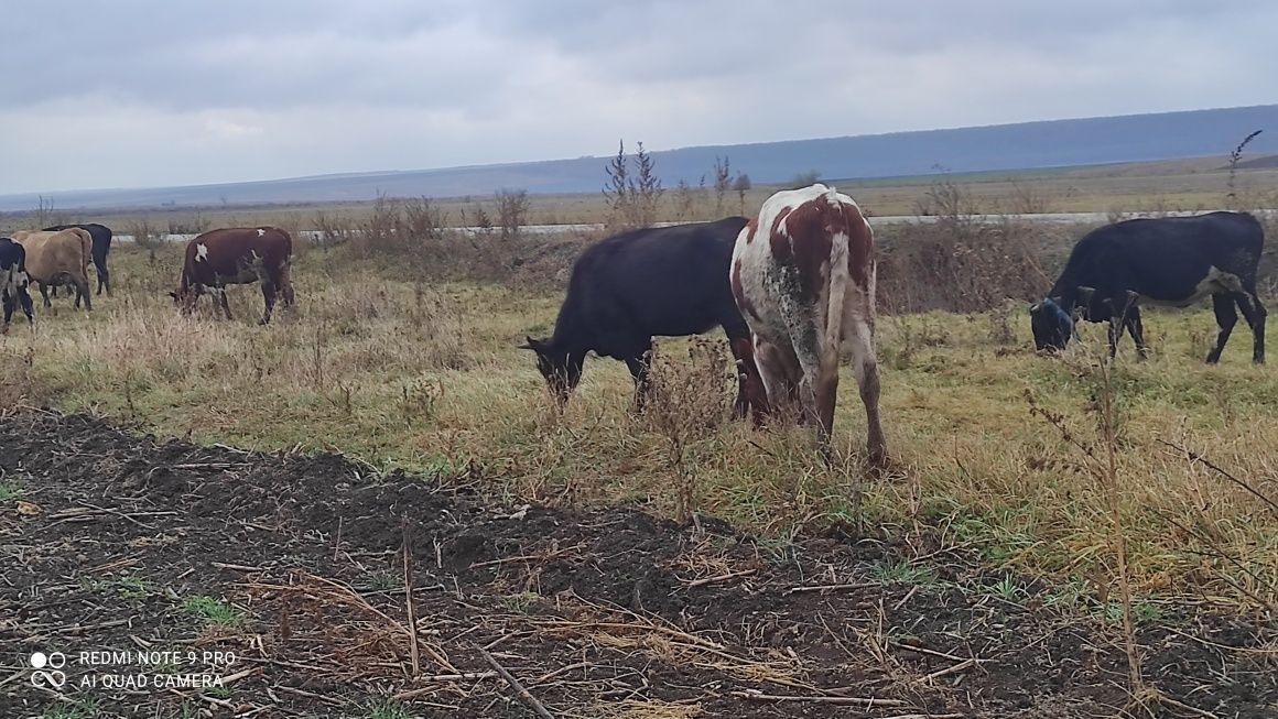 Продам молодых глубоко стельных дойных коров
