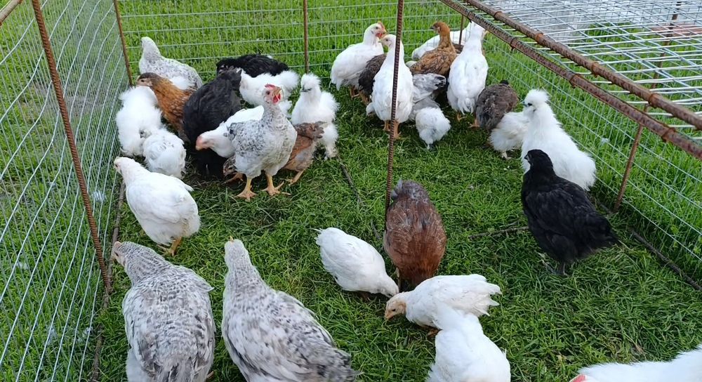 Продам курчат м'ясо несучки власного виведення!!!