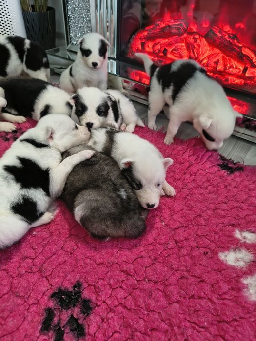 Łajka jakucka FCI metryka chip umowa kupna 1 miot naszej pary hodowlan