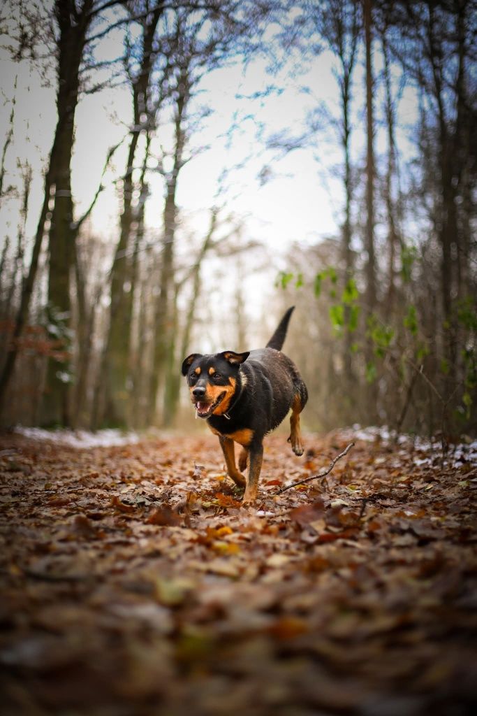 Snapi, uroczy mini rottweiler czeka na dom