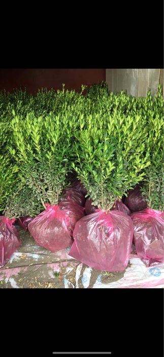 Самшит буксус самшит бордюрний