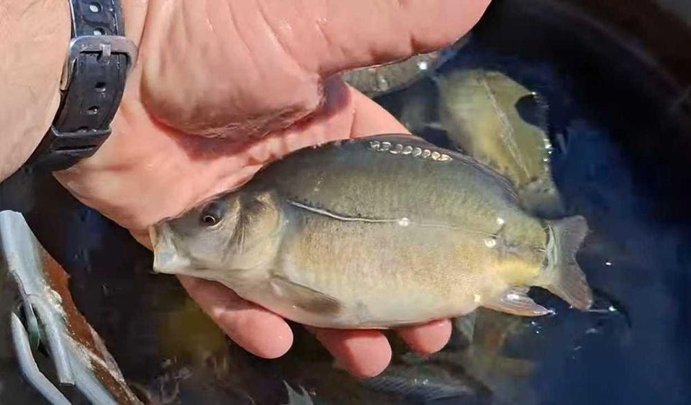 короп мальок цьоголітка сеголетка зарибок рибопосадковий матеріал 2025