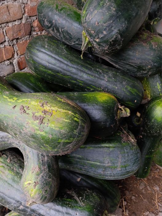 Продам гарбузи підходять для каши