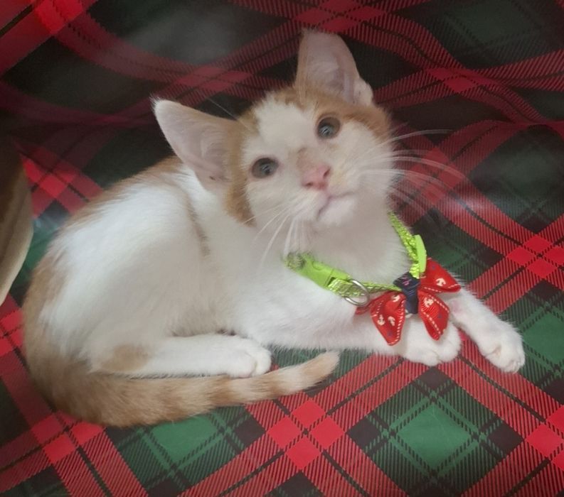 Kotki ostatni kocurek za darmo