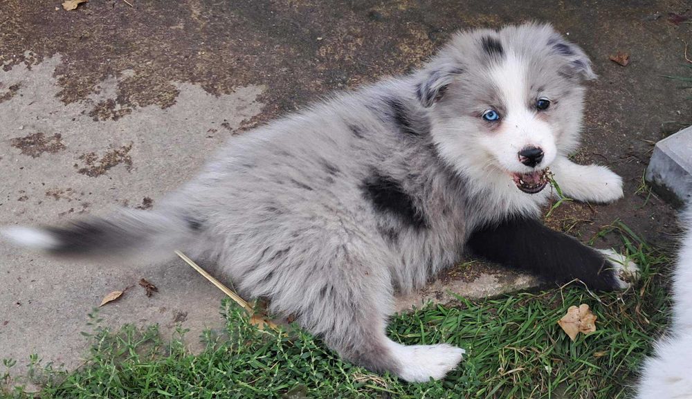 *Border Collie*   suczka Gotowa do odbioru