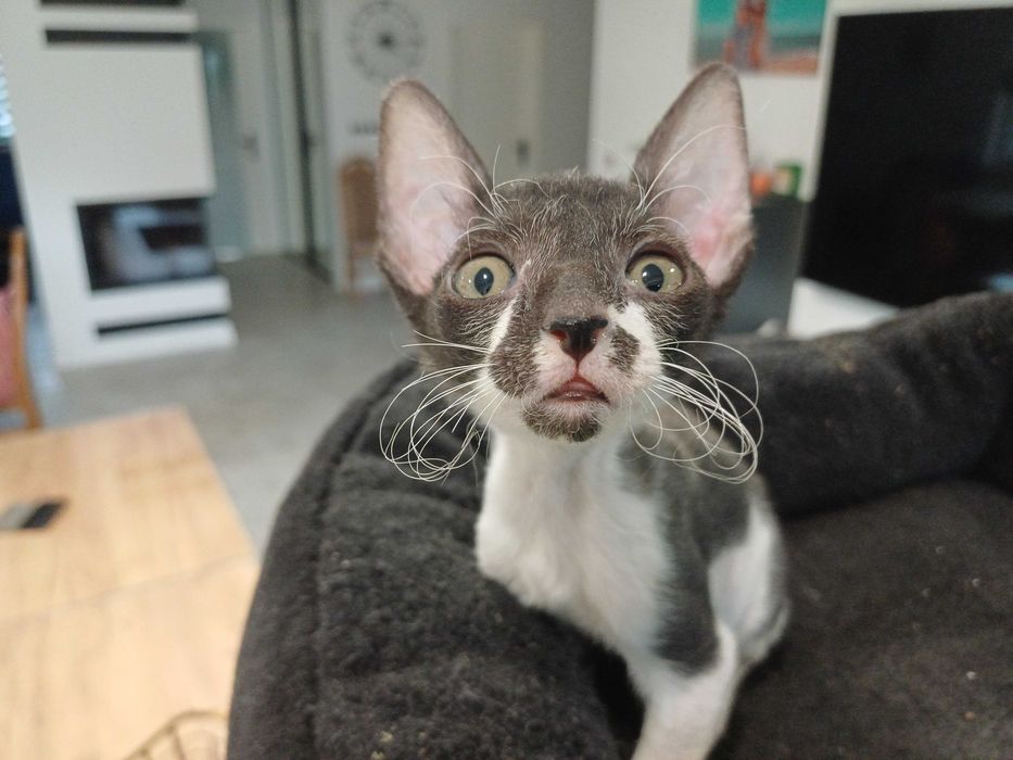 CORNISH REX - Dostępny kocurek o imieniu ZORRO Hodowla: MatiMalwa*PL