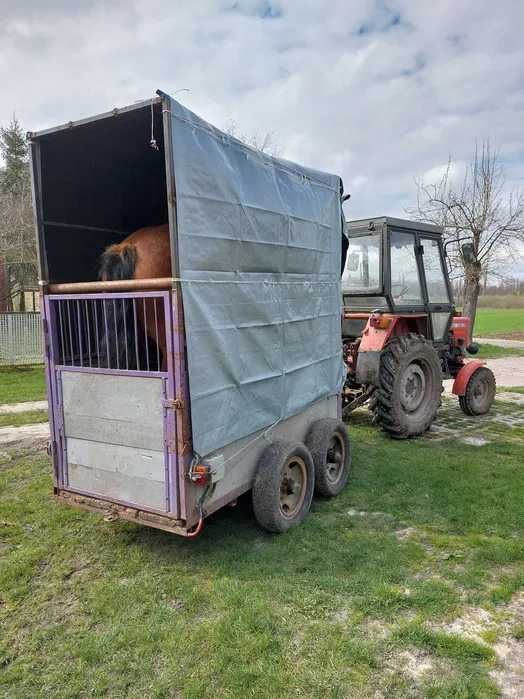 Sprzedam klacz zimnokrwista ze źróbką