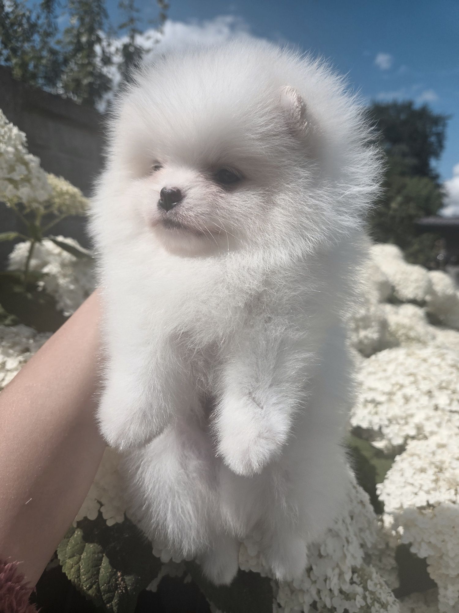 Szpic miniaturowy Pomeranian BOO ZKwP