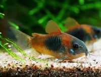 Mega promocja Corydoras Kirys kirysek orange Wenezuela venezuela  sumi