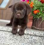 Labrador retriever