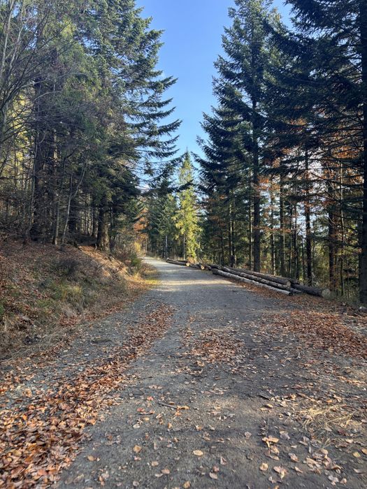 Sesje zdjeciowe plenerowe