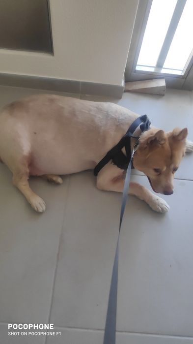 Doação de cão idoso de 16 anos.