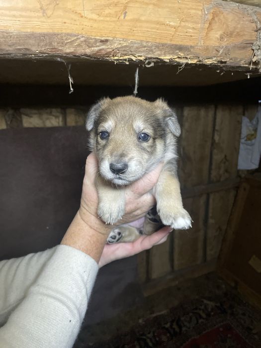 Цуценята, щенки, безкоштовно