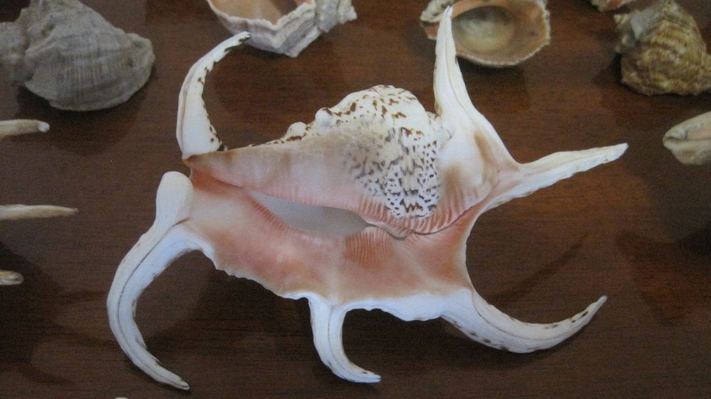 раковины ракушки с тропических морей океанов звезда аквариум