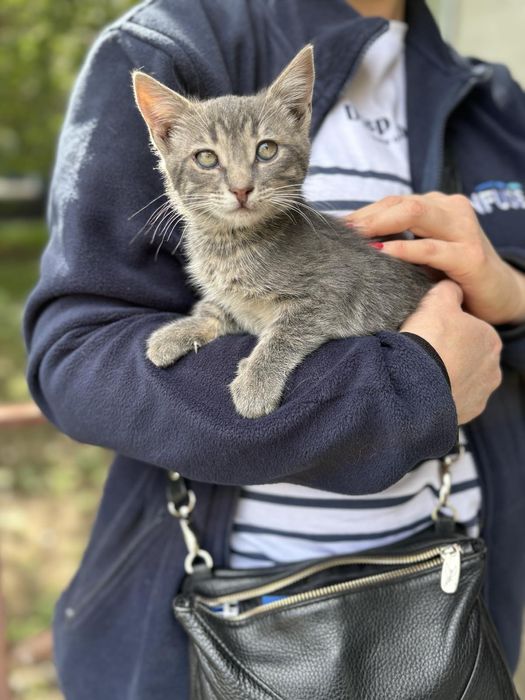 Котик 3 месяца бесплатно