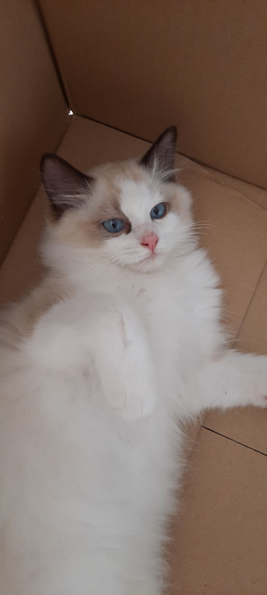 Ragdoll kocurek FPL