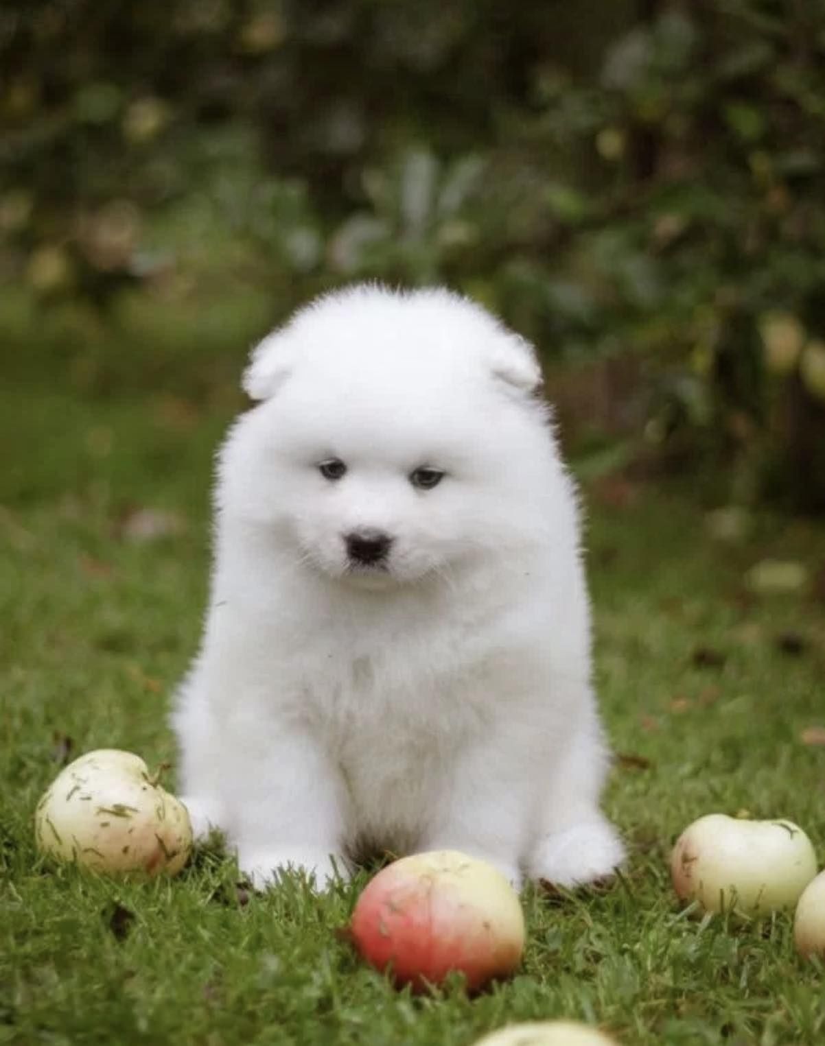 Samoyed  już do odbioru