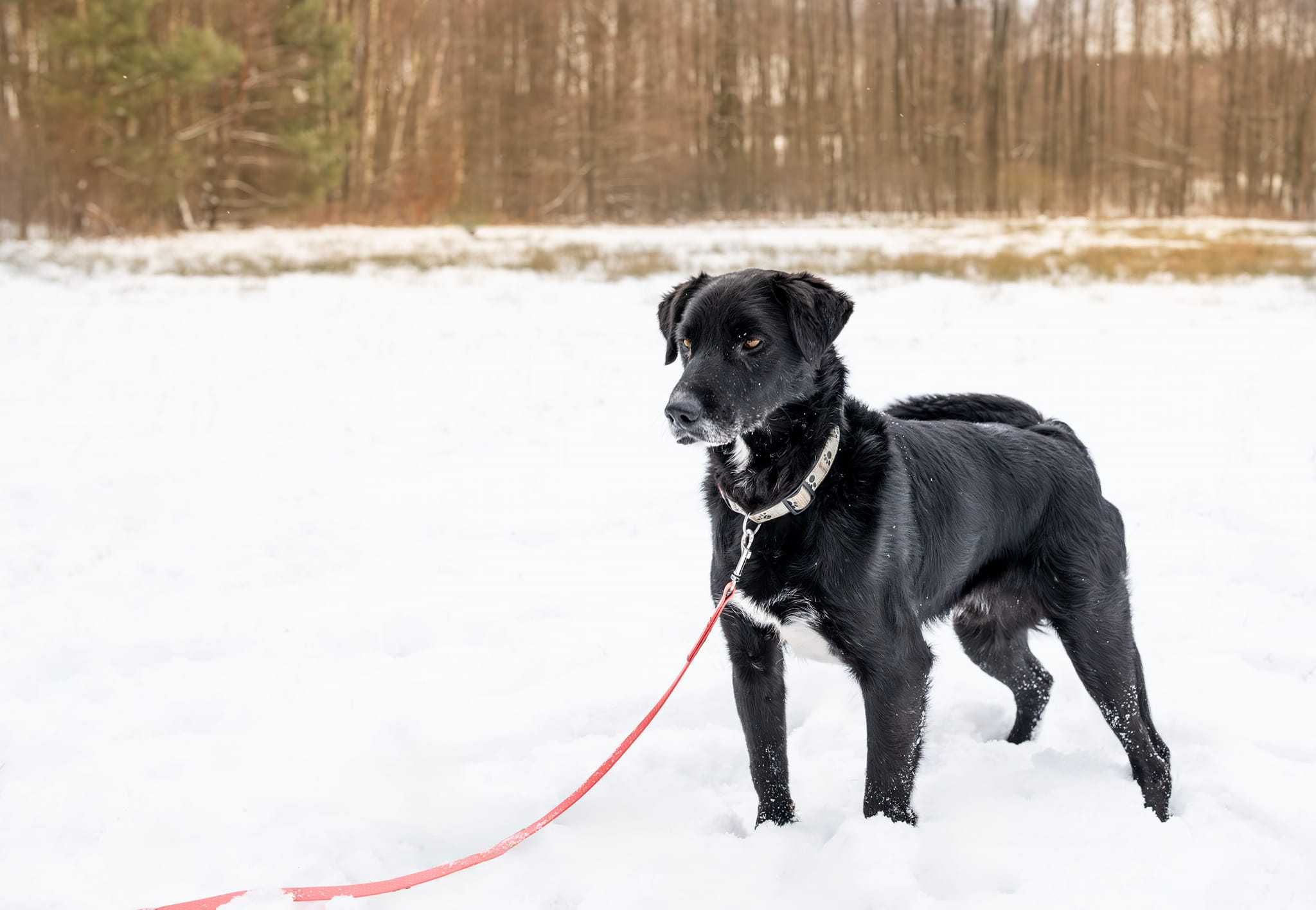 Hamlet przepiękny, kochany, ułożony psi senior adoptuj, pokochaj 19kg