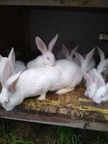 Sprzedam młode króliki rasy termondzkie białe TB
