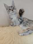Przepiękna kotka Maine Coon