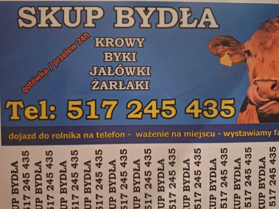 Skup bydła krowy byki jałówki