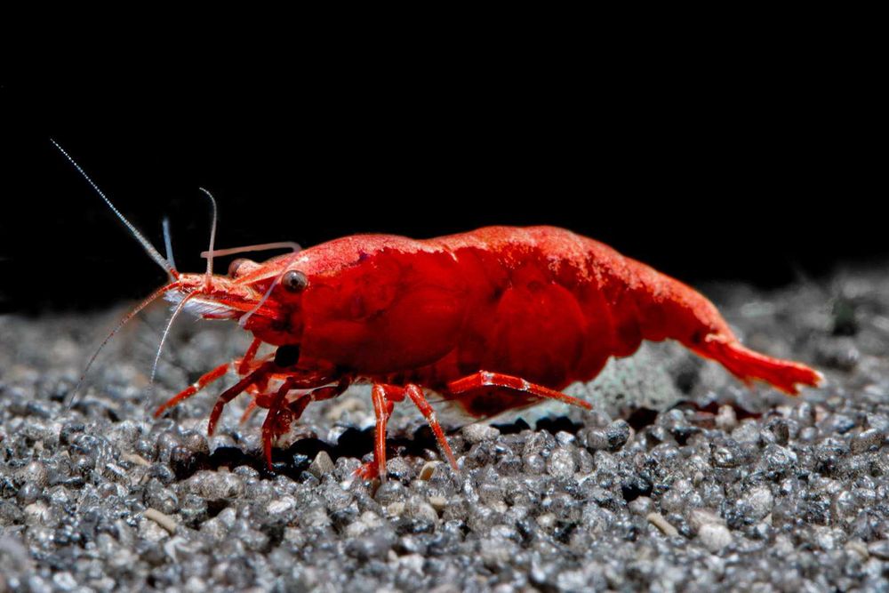 Krewetka SAKURA RED - Neocaridina - Caridina - dowóz, wysyłka